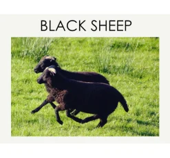 BLACK SHEEP / Fingerless knit gloves